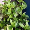 Peppermint Extract/Mentha haplocalyx Briq./Extract Ratio 5:1