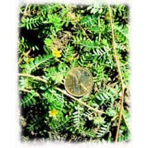 Tribulis terrestris Extract-Tribulis terrestris-Saponin 40%,60% UV