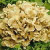 Maitake Mushroom Extract-Grifola Frondosa