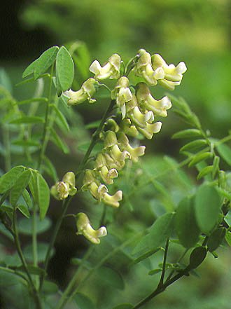 Sophora subprostrata Extrat /Herbal Extract