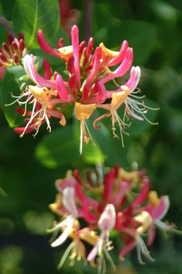 Honeysuckle Bud and Flower Extract/Herbal Extract Seller
