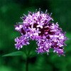 Valerian root Extract/Herbal Extract Supplier