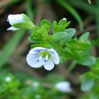 Gynostemma Extract/Gypenosides 20%-80% UV