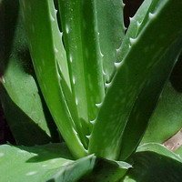 Aloe Vera Extract/Aloe barbade/Extract Ratio:50:1