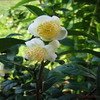 Green tea Extract-Camellia sinensis-Polyphenols 90% UV