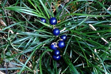 ophiopogonis Extract-