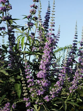 Chaste Berry Extract-Vitex rotundifolia-Vitexin 5%