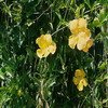 Cat's claw (Uncaria tomentosa) Extract