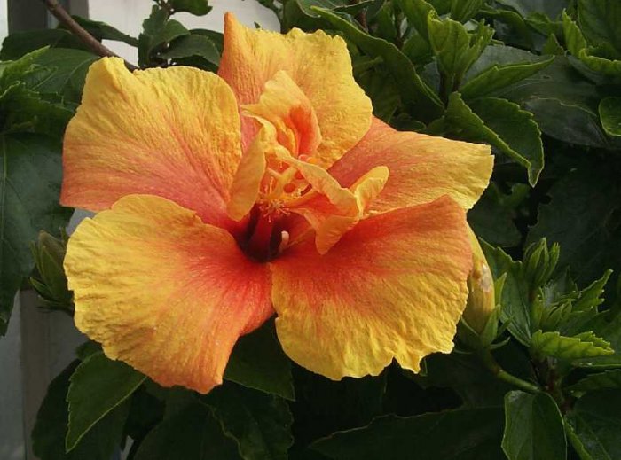 Hibiscus Extract/Hibiscus sabdariffa/Extract Ratio:5:1