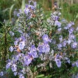 Rosemary Extract-Rosmarinus officinalis-Rosemarinic acid 1% HPLC