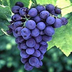 Grape seed P.E Vitis vinifera L. P.E.procyanidins 5%-98%