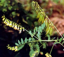 Astragalus Membranaceus(fisch)Bge Astragalus Extract Powder