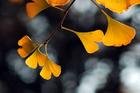 Ginkgo biloba L. Total Flavonoids Ginkgolic Acid