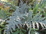 Artichoke leaf extract Cynara scolymus P.E.Flavonoid