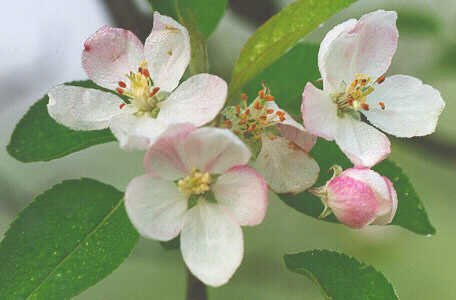 Pyrus Malus P.E. Apple Extract
