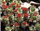 Rhodiola Rosea Extract Powder Salidrosides