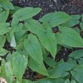 Epimedium Sagittatum Maxim P.E.