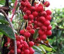 Schisandra Extract Powder Schisandrins