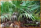 Saw Palmetto Berry Extract Powder Total Fatty Acids