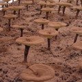 Reishi Mushroom Extract Powder