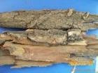 White Willow Bark P.E Salicin 20%