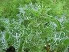 Milk Thistle Extract Powder