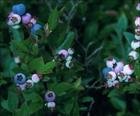 Bilberry Extract Powder Vaccinium myrtillus P.E.Anthocyanidins