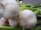 Garlic extract P.E Allium sativum Powder Extract Allicin