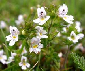 Eyebright P.E.Euphrasia officinalis P.E.Extract Ratio:5:1