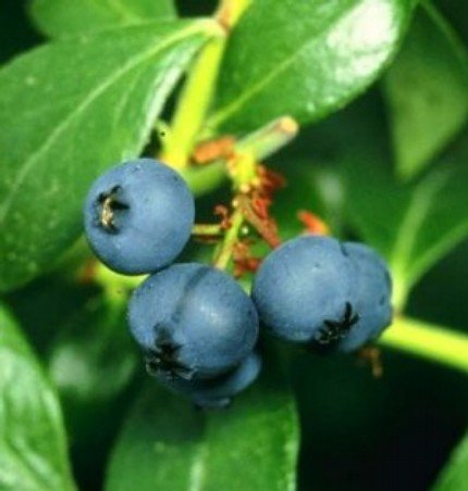 6 Blueberry Hand Poured Soy Wax Tarts
