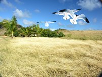 Pinel Island 1 - 8 x 10 Color Print