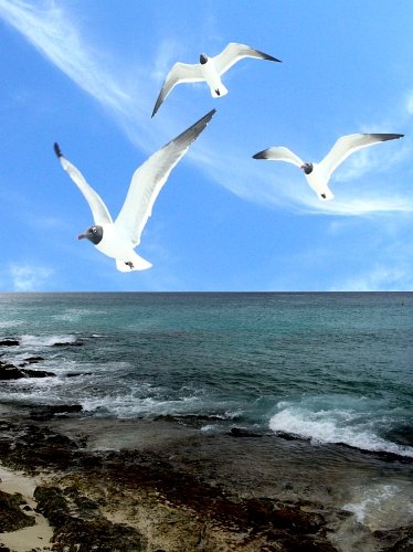 Seaguls rock