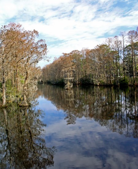 Park Cypress