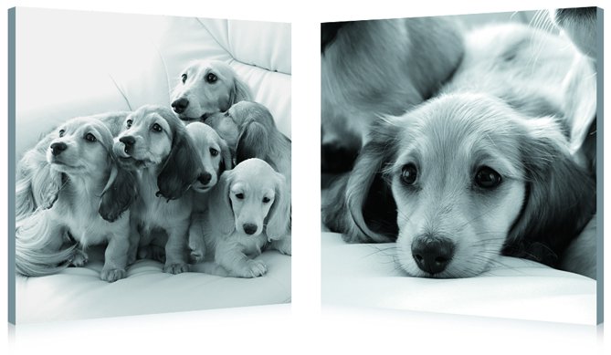 Puppies Love, Gallery Wrapped Diptychs 2 Panel Modern Wall Art Decoration #226