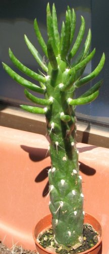 Rainbow Wall Live Cactus ***  Buy Live Cactus