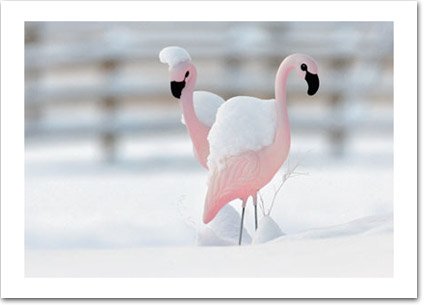 Flamingos in the Snow Holiday Card