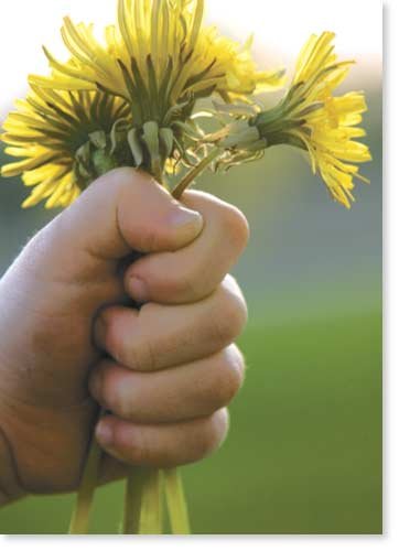 Mother's Day Card ~ Hand Holding Dandelions