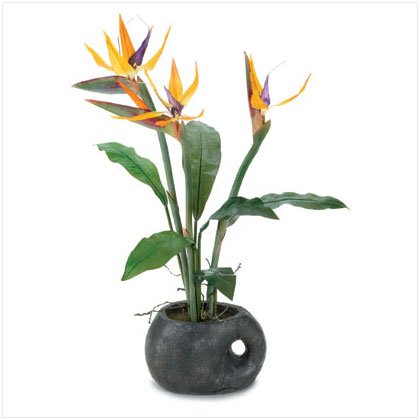 26" BIRD OF PARADISE IN POT