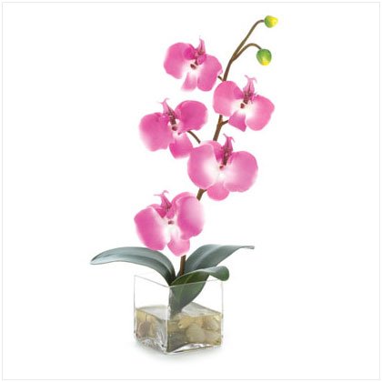 ORCHID IN WATER GLASS VASE