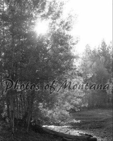 8x10 Photo ~ Black & White #004 Sun shining through the trees