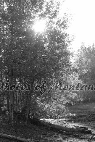 4x6 Photo ~ Black & White #004 Sun shining through the trees