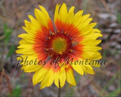8x10 Photo ~ Flowers #002 Brown-Eyed Susan - Blanket Flower
