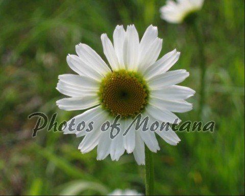 8x10 Photo ~ Flowers #001 Daisy