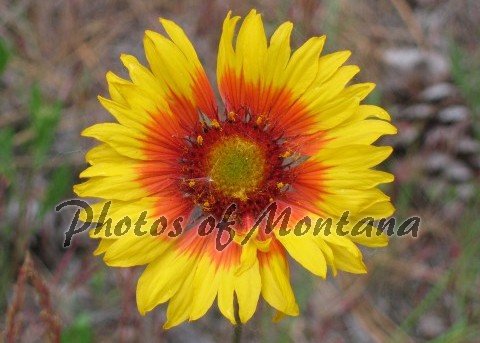 5x7 Photo ~ Flowers #002 Brown-Eyed Susan - Blanket Flower