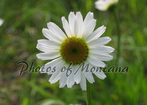 5x7 Photo ~ Flowers #001 Daisy