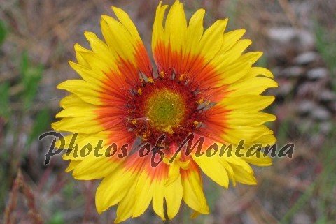 4x6 Photo ~ Flowers #002 Brown-Eyed Susan - Blanket Flower