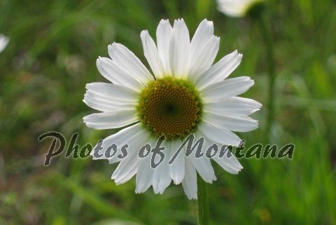 4x6 Photo ~ Flowers #001 Daisy