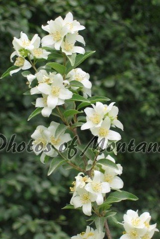 4x6 Photo ~ Flowers #003 Syringa
