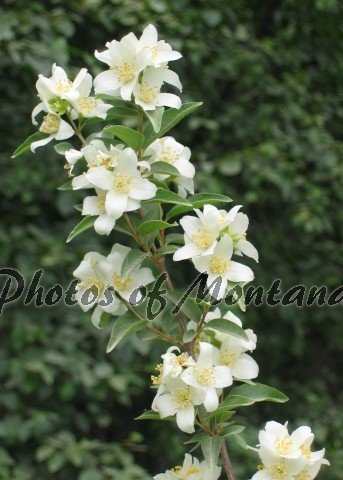 5x7 Photo ~ Flowers #003 Syringa