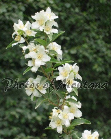8x10 Photo ~ Flowers #003 Syringa
